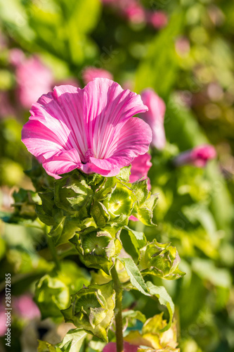 beautiful pink flowers blooming on the tip of the branch under the sun with blurry bright green background