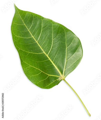 Green bothi leaf, bo leaf isolated on white background.