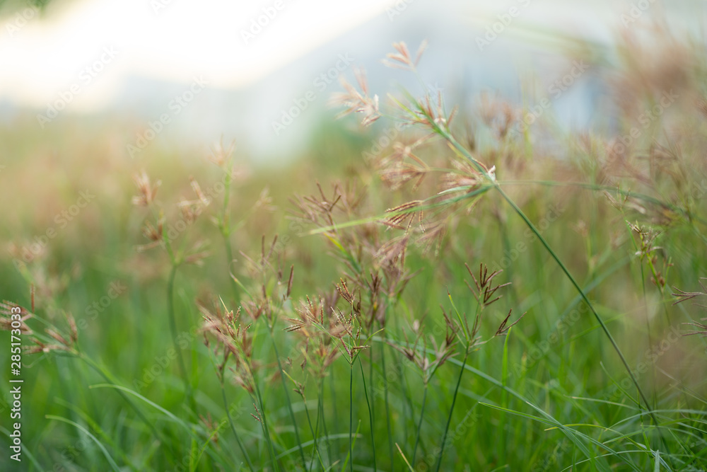 close up grass flowers on blur grass field at sunset.