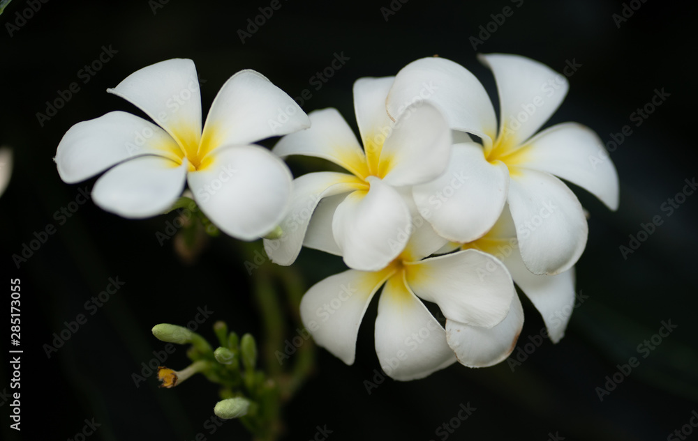 White Plumeria, Frangipani Tropical Flowers from deciduous tree. White Plumeria, Frangipani Tropical Flowers from deciduous tree.
