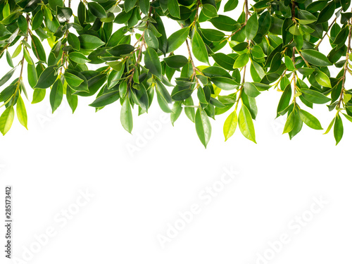 Banyan Tree Green leaves isolated on white background 