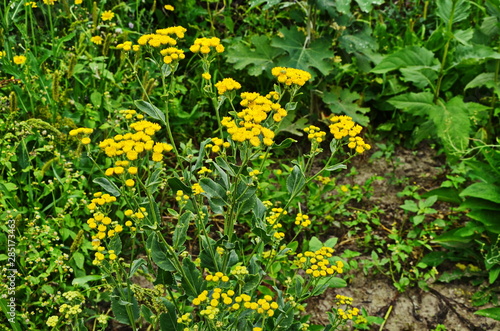 field of yellow flowers photo