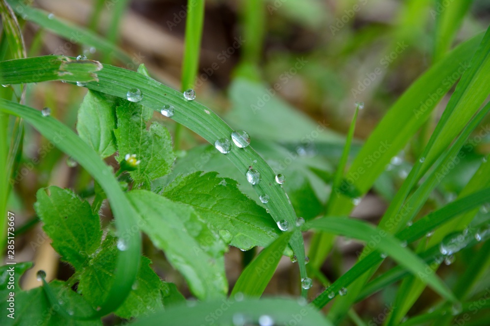 夏の草の上に朝露 夏の草の上に朝露