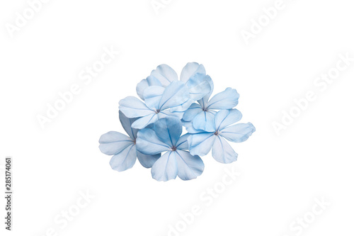 Beautiful blue cape leadwort or white plumbago isolated on white background, Is a Thai herb and contains prevent cancer substances and nourishes the heart. © Pannarai