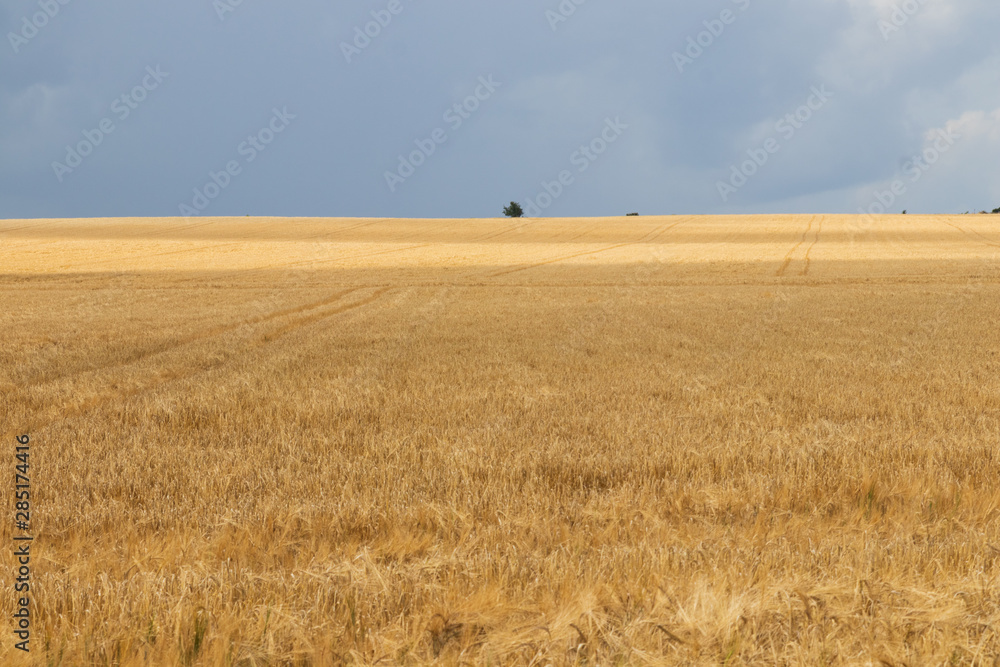 Storm clouds over a wheatfield during a summer thunderstorm in the island of Ven in southern Sweden. 