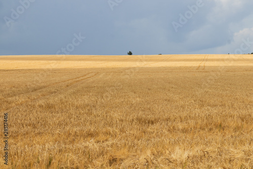 Storm clouds over a wheatfield during a summer thunderstorm in the island of Ven in southern Sweden. 