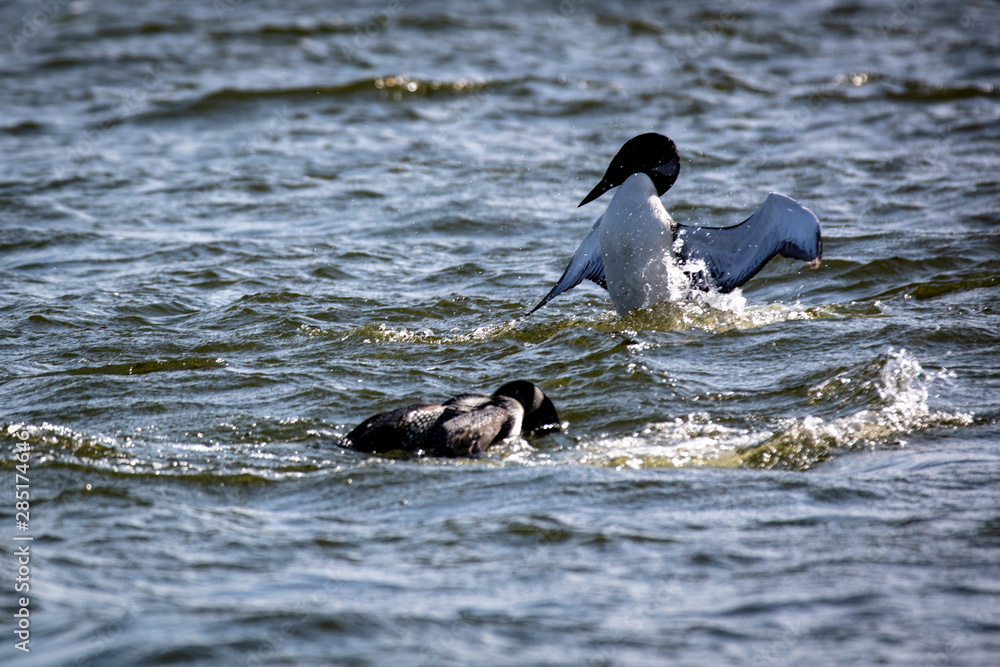 Fototapeta premium Loon Mating Dance