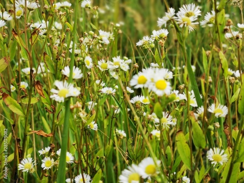 Chamomile meadow, field. photo