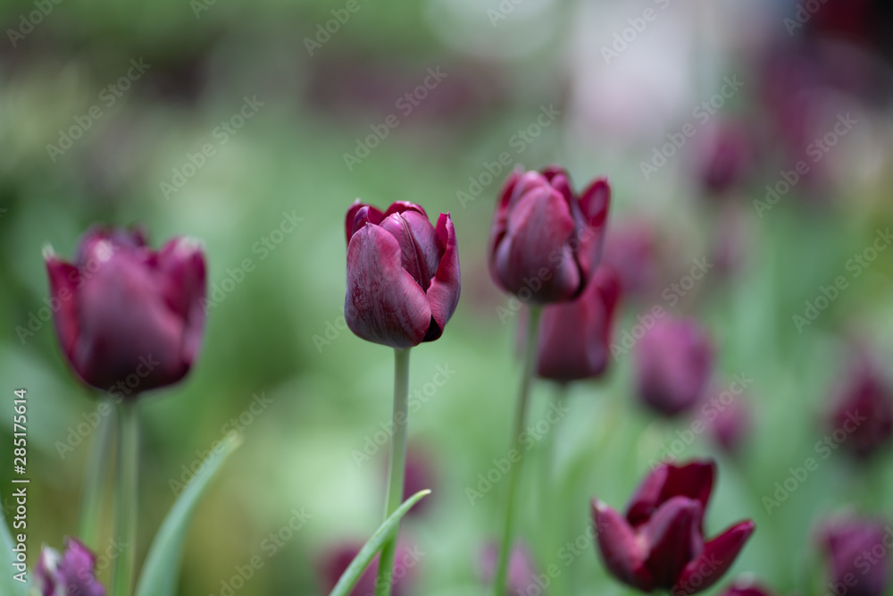 Beautiful Tulip flower closeup background.