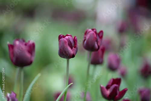 Beautiful Tulip flower closeup background.