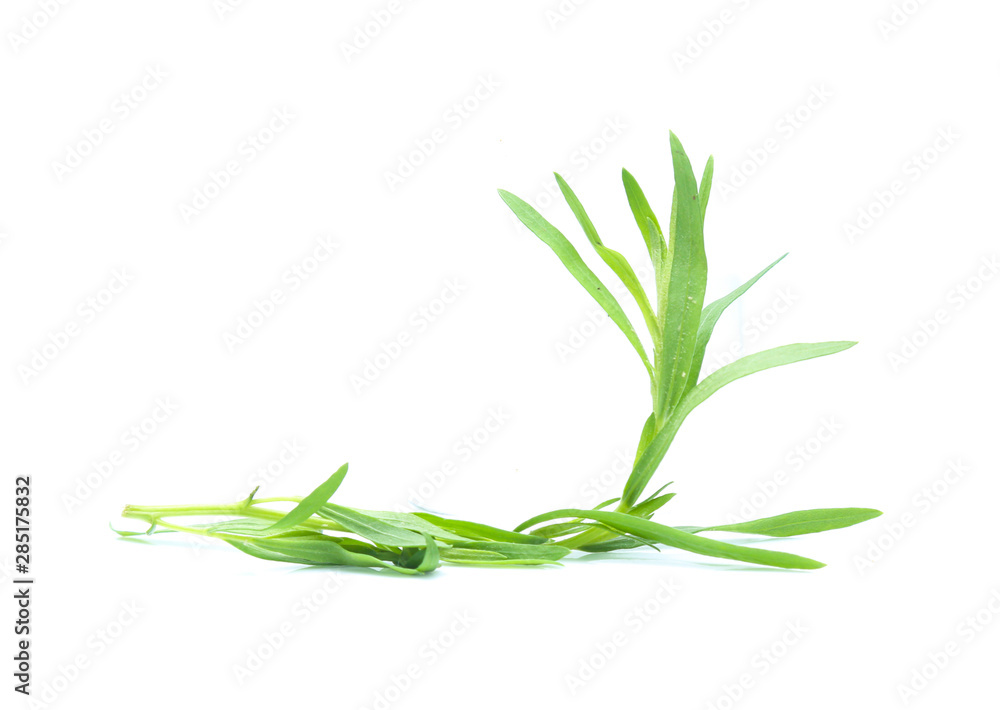 Tarragon herbs isolated on white