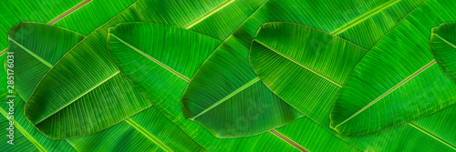Fresh green banana leaves texture abstract background