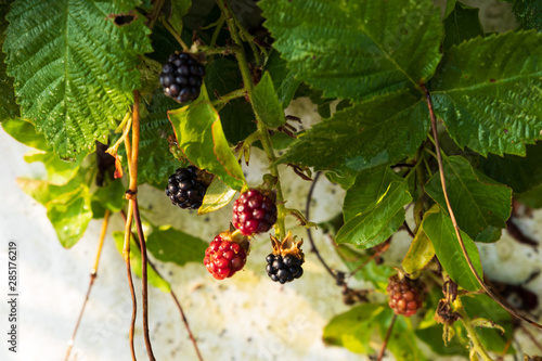 Blackberries growing against green leaves on a stone beach on the island of Ven in southern Sweden. 