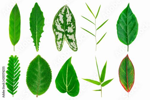 Collection of fresh tropical green leaves texture isolated on white background