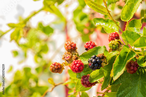 Blackberries growing against green leaves on a stone beach on the island of Ven in southern Sweden. 