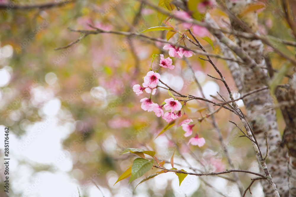Beautiful cherry blossom or sakura in spring time over sky Beautiful cherry blossom or sakura in spring time over sky