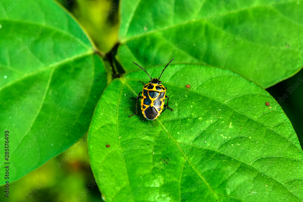 A wild plant stink bug A wild plant stink bug