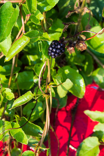 Blackberries growing on a branch with green leaves in front of a white background on a stone beach on the island of Ven in southern Sweden.