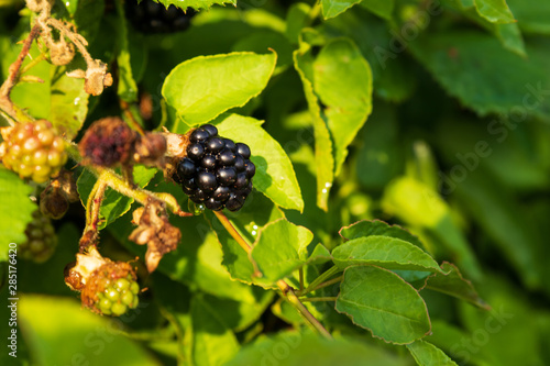 Blackberries growing on a branch with green leaves in front of a white background on a stone beach on the island of Ven in southern Sweden.