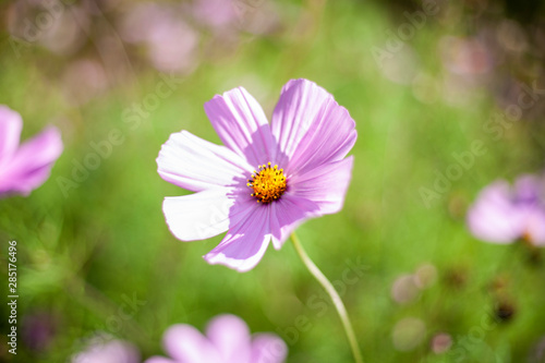 Garden flowers. Beautiful background of flowers. Bright saturated colors in plants. Garden plants.
