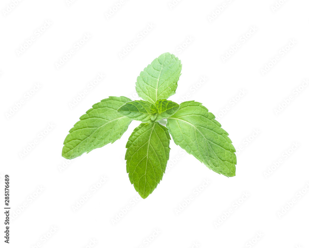 mint leaves isolated isolated on white mint leaves isolated isolated on white