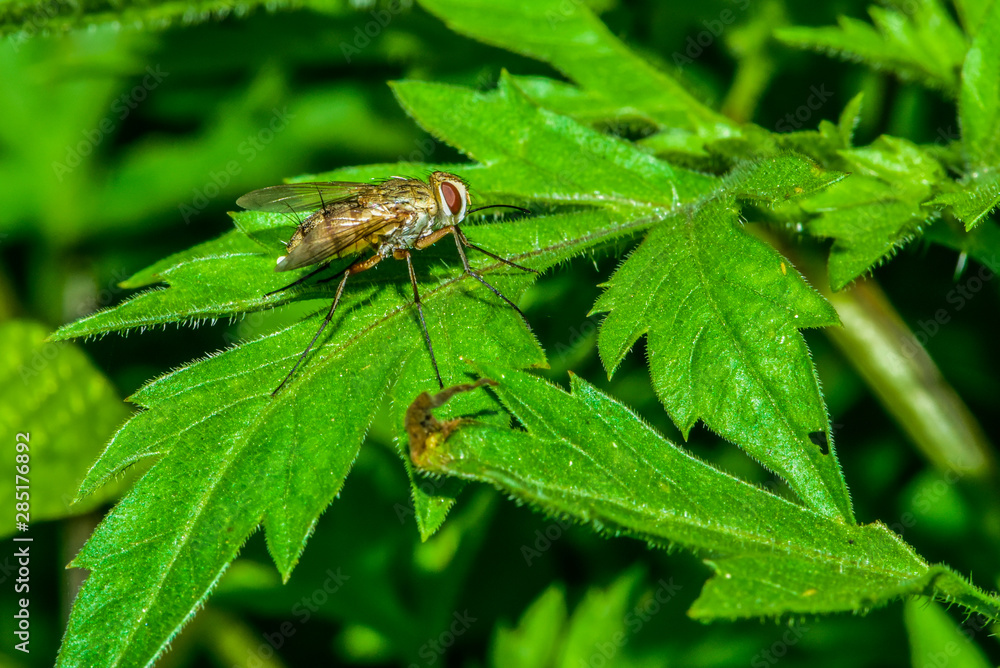 Fototapeta premium A fly on a wild plant