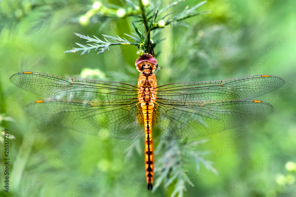 Dragonflies perched on wild plants