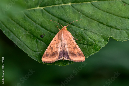 Moth insects on wild plants