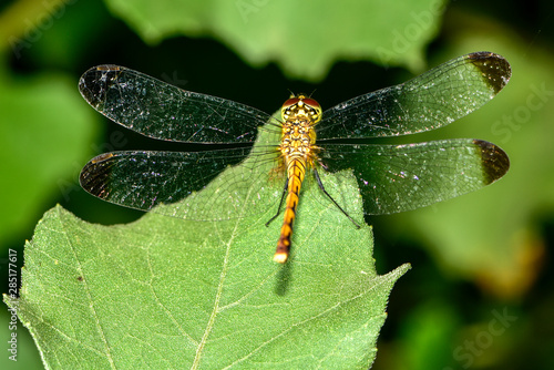 Wallpaper Mural Dragonflies perched on wild plants Torontodigital.ca