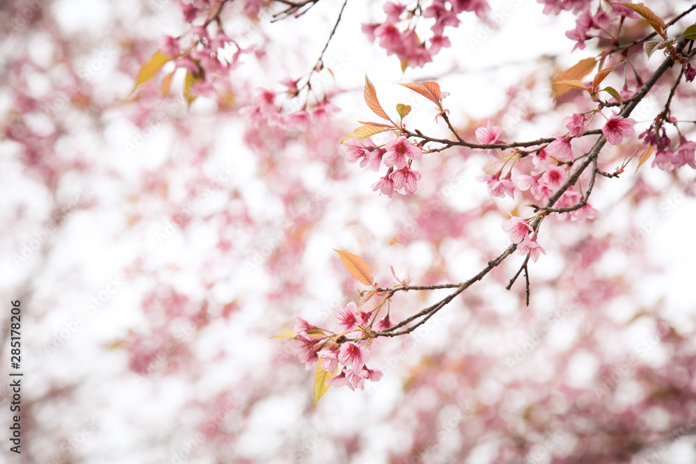 Beautiful cherry blossom or sakura in spring time over sky Beautiful cherry blossom or sakura in spring time over sky