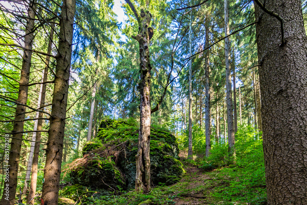 Thüringer Wald Gießübel Rennsteig Thüringer Wald Gießübel Rennsteig