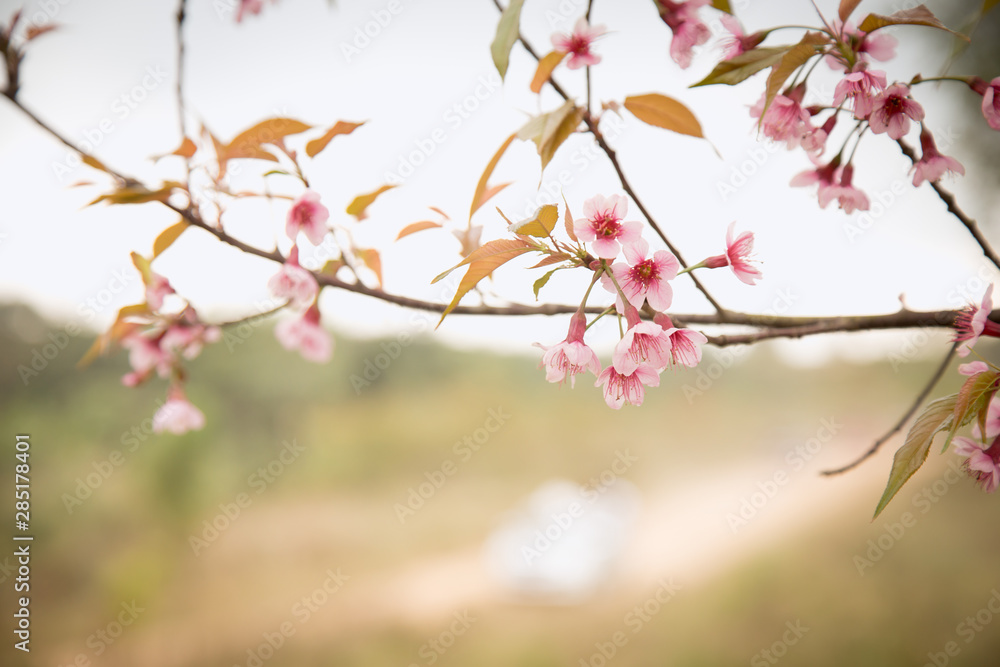 Beautiful cherry blossom or sakura in spring time over sky Beautiful cherry blossom or sakura in spring time over sky