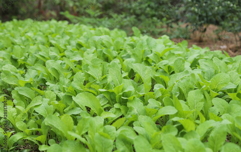 View of green vegetable in the garden. View of green vegetable in the garden.