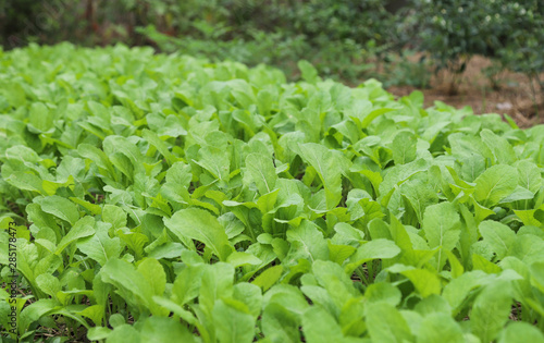 View of green vegetable in the garden.