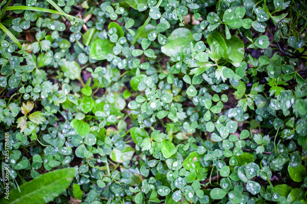 Fototapeta premium Green plants. Plants simple summer background.