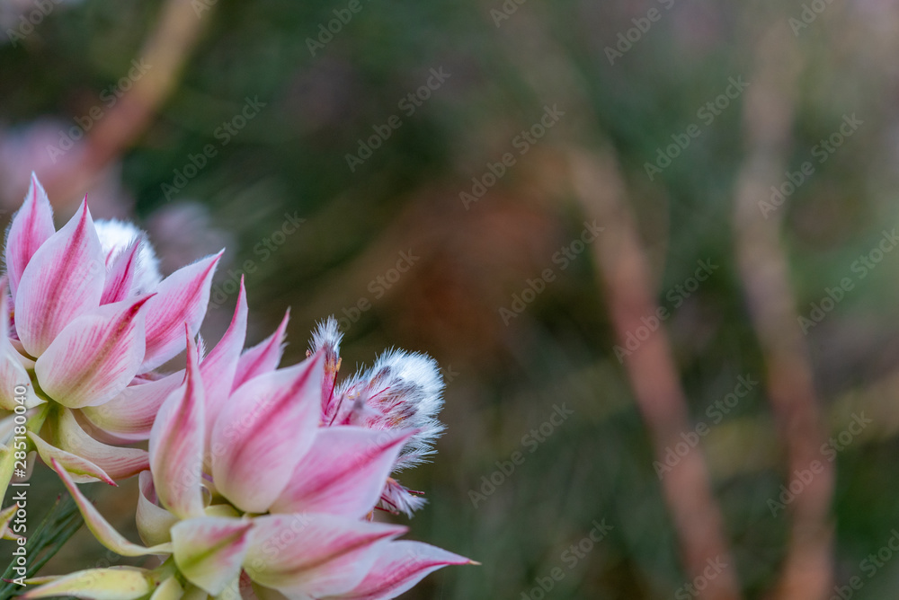 Pink flower at the edge with the background blurred out Pink flower at the edge with the background blurred out