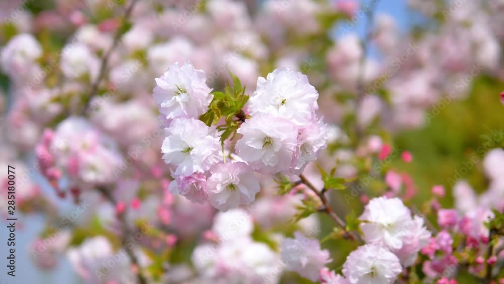 Spring flowers series, beautiful pink cherry blossoms with blur flowers background, swing in wind. Spring flowers series, beautiful pink cherry blossoms with blur flowers background, swing in wind.