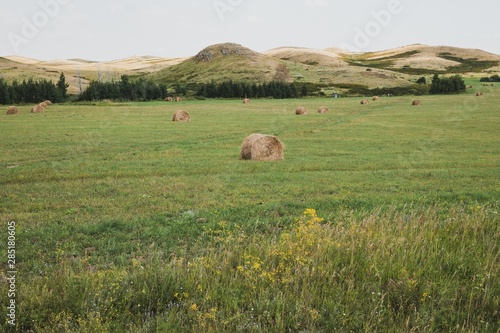View of a field with sheaves on a background of mountains. Rural landscape.