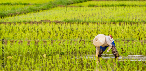 Farmers are planting rice in the farm