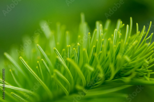 fresh bright green spruce shoot, shallow depth of field selective focus