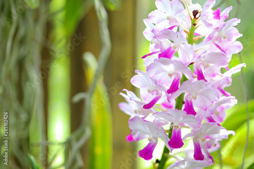 Close up of beautiful orchid flower blooming in the garden.