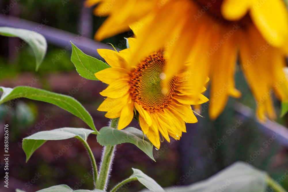 Naklejka premium close-up of a beautiful sunflower in a field