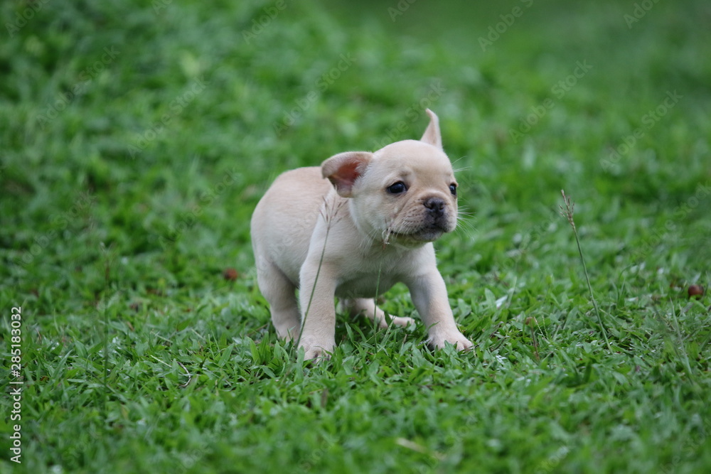 Fototapeta premium french bulldog puppy on grass