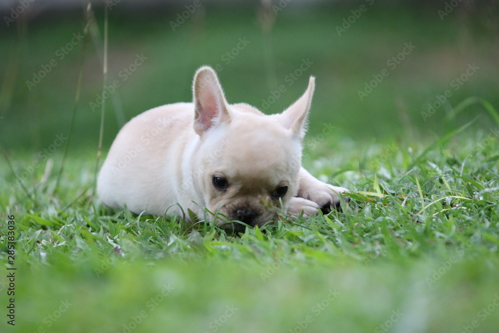 french bulldog puppy on grass french bulldog puppy on grass