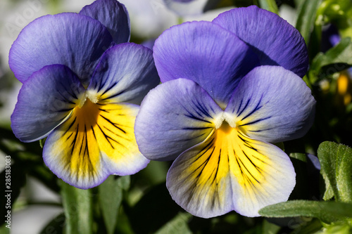 Flower viola tricolor family viloceae fifty megapixels photo