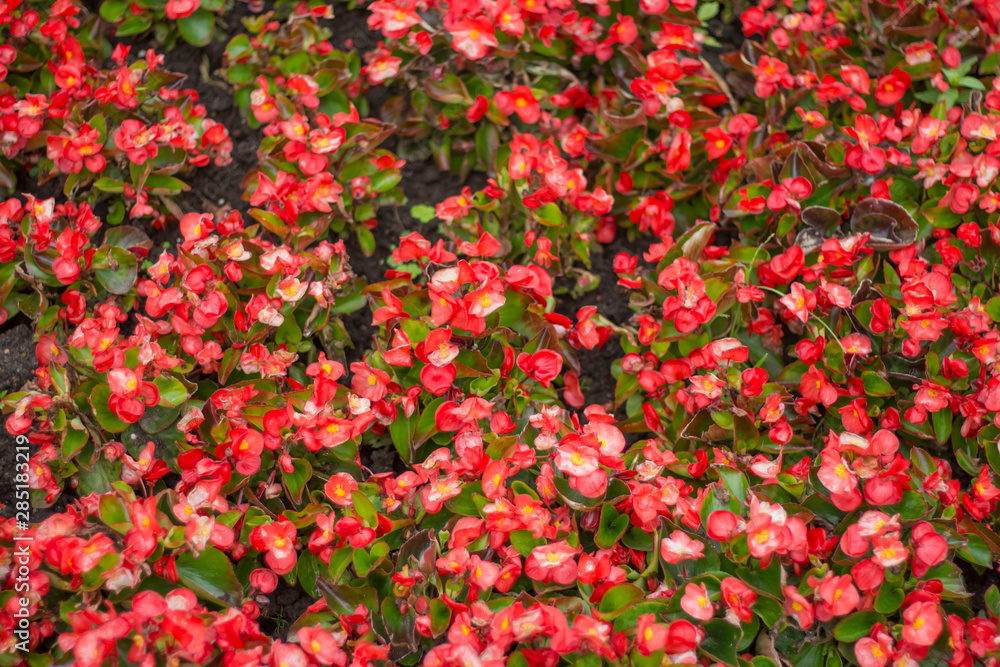 background of red begonia flowers on the flower bed