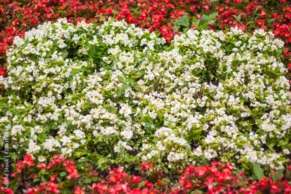 background of white flowers begonias on the flower bed