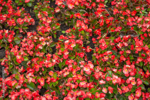background of red begonia flowers on the flower bed
