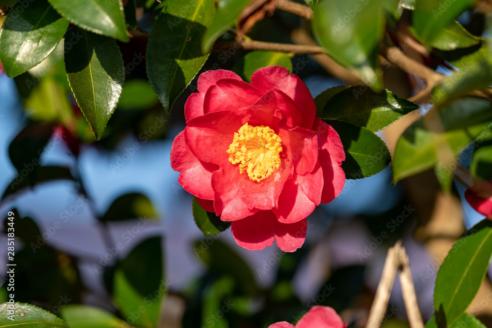 Flowers of Camellia - Camellia sasanqua - are bloom in Saga prefecture, JAPAN. Flowers of Camellia - Camellia sasanqua - are bloom in Saga prefecture, JAPAN.