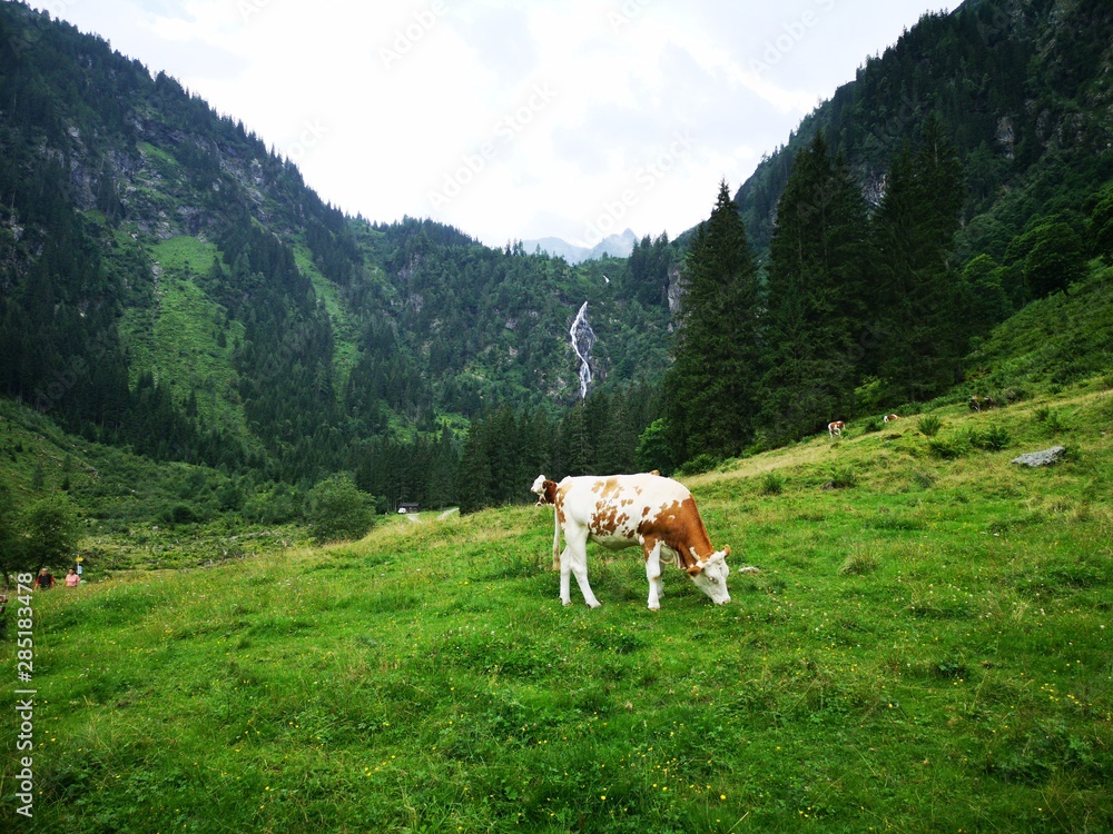 Kuh auf Alm vor Wasserfall